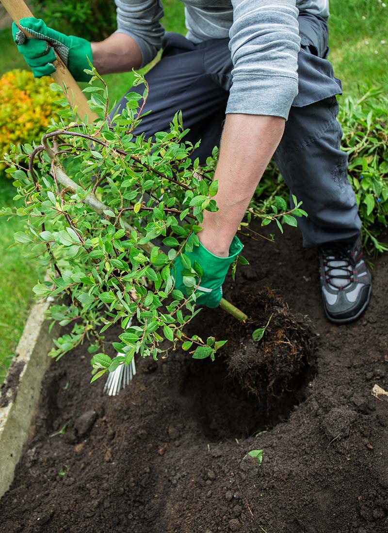 tree planted by landscaper